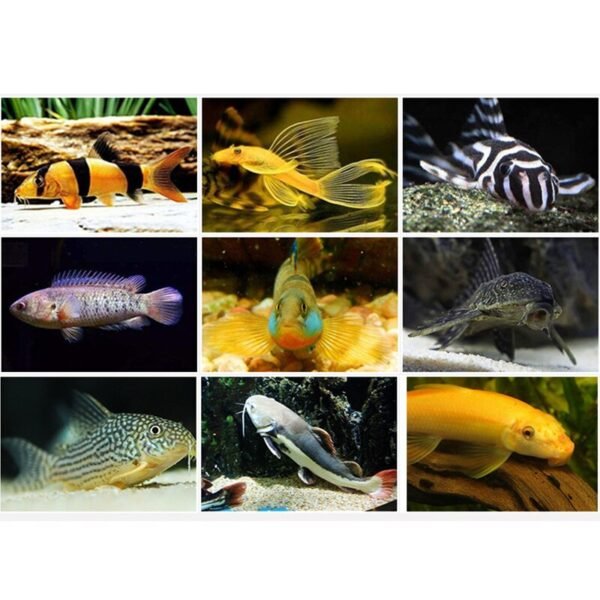 500ml Aquarium  Benthic Fish Pleco Multi Wafer Suckermouth Catfish Bottom Fish Food - Image 6